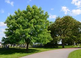 Attēlu rezultāti vaicājumam “Aesculus”