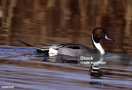 Attēlu rezultāti vaicājumam “Anas acuta male”