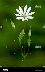 Attēlu rezultāti vaicājumam “Stellaria graminea flower”
