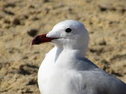 Image result for Larus audouinii