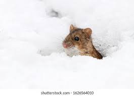 Attēlu rezultāti vaicājumam “Apodemus agrarius”