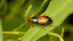 Attēlu rezultāti vaicājumam “Diachromus germanus”