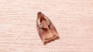 Attēlu rezultāti vaicājumam “Archips podana female”