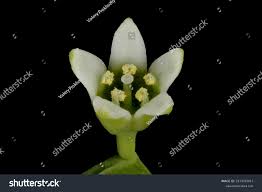 Attēlu rezultāti vaicājumam “Thesium ebracteatum”