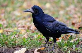 Attēlu rezultāti vaicājumam “Corvus frugilegus”