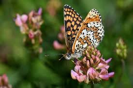 Attēlu rezultāti vaicājumam “Melitaea cinxia upperside”