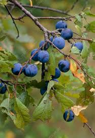 Attēlu rezultāti vaicājumam “Prunus domestica subsp. insitita fruit”