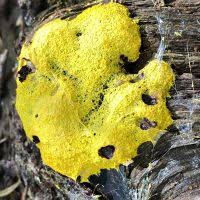 Attēlu rezultāti vaicājumam “Fuligo laevis”