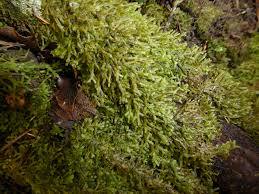 Attēlu rezultāti vaicājumam “Metzgeria furcata”