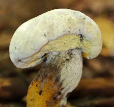 Attēlu rezultāti vaicājumam “Hypomyces chrysospermus”