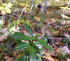 Attēlu rezultāti vaicājumam “Chimaphila umbellata fruit”