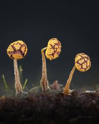 Attēlu rezultāti vaicājumam “Physarum viride macro”