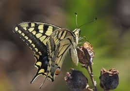 Attēlu rezultāti vaicājumam “Papilio machaon upperside”