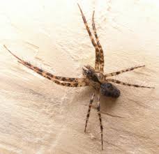 Attēlu rezultāti vaicājumam “Metellina merianae”