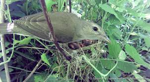 Attēlu rezultāti vaicājumam “Sylvia borin nest”