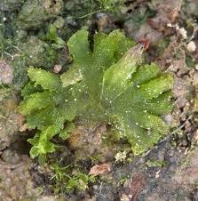 Attēlu rezultāti vaicājumam “Anthocerotopsida”