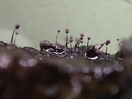 Attēlu rezultāti vaicājumam “Cribraria violacea macro”