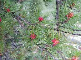 Attēlu rezultāti vaicājumam “Pinus sibirica”