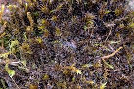 Attēlu rezultāti vaicājumam “Tritomaria exsectiformis cells”