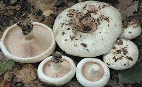 Attēlu rezultāti vaicājumam “Lactarius bertillonii”