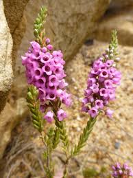 Attēlu rezultāti vaicājumam “Ericaceae”