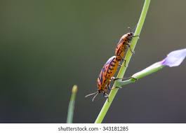 Attēlu rezultāti vaicājumam “Eurydema dominulus”