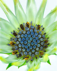 Image result for Dimorphotheca pluvialis