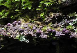 Attēlu rezultāti vaicājumam “Lycogala paraconfusum spores”