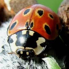 Attēlu rezultāti vaicājumam “Anatis ocellata”