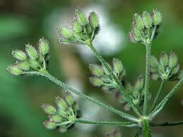 Attēlu rezultāti vaicājumam “Torilis japonica”