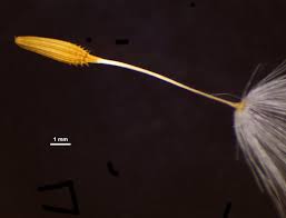 Attēlu rezultāti vaicājumam “Taraxacum”