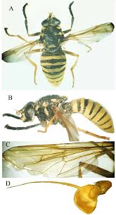 Attēlu rezultāti vaicājumam “Temnostoma vespiforme”