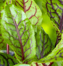 Image result for Sauerampfer