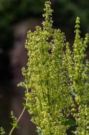 Attēlu rezultāti vaicājumam “Rumex confertus”