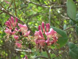 Attēlu rezultāti vaicājumam “Lonicera”