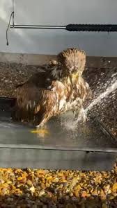 Image result for Palace Eagles Octopush Club