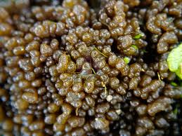 Attēlu rezultāti vaicājumam “Collema”