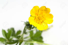 Attēlu rezultāti vaicājumam “Potentilla erecta”