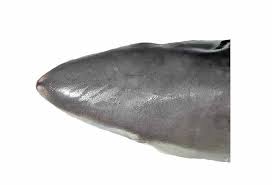 Image result for Nasolamia velox