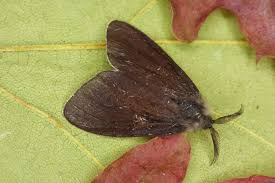 Attēlu rezultāti vaicājumam “Canephora hirsuta”