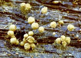 Attēlu rezultāti vaicājumam “Arcyria affinis spores”