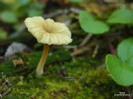 Attēlu rezultāti vaicājumam “Lichenomphalia umbellifera”