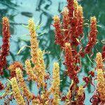 Attēlu rezultāti vaicājumam “Rumex maritimus leaf”