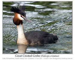 Attēlu rezultāti vaicājumam “Podiceps cristatus”