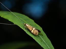 Attēlu rezultāti vaicājumam “Adelidae”
