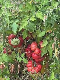 Afbeeldingsresultaat voor purple calabash tomato