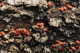 Attēlu rezultāti vaicājumam “Pyrrhocoris apterus imago”