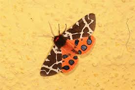 Attēlu rezultāti vaicājumam “Arctia caja”