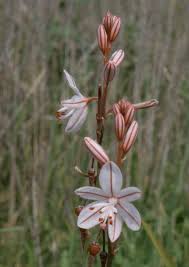 Image result for Asphodelus fistulosus