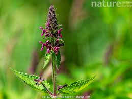 Attēlu rezultāti vaicājumam “Stachys sylvatica”